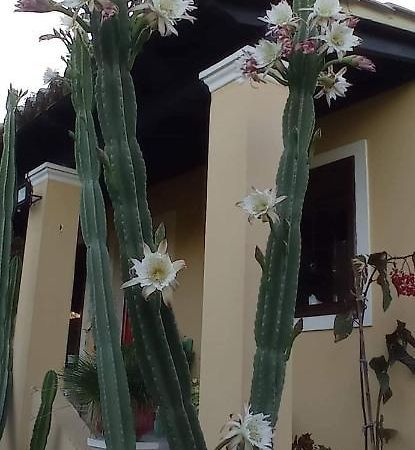 فيلا Roula'S House Nymfai المظهر الخارجي الصورة